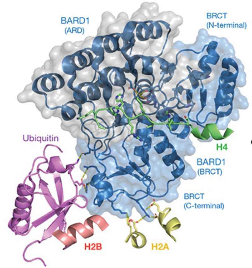 Overview of the interactions of BARD1 with histone proteins and ubiquitin in the NCP context.jpg